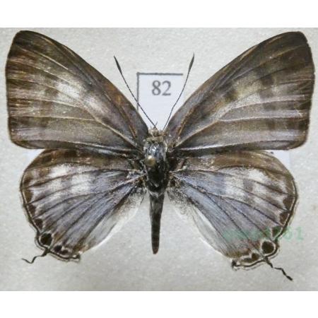 Hypothecla astyla (C. & R. Felder, 1862) Philippines82